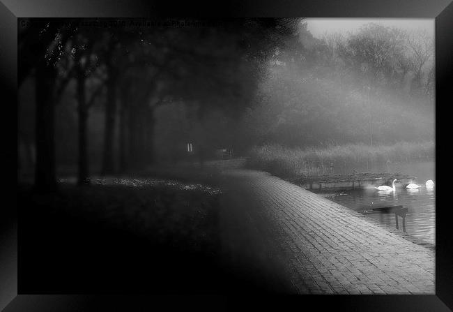  Swan Lake in mist Framed Print by sylvia scotting