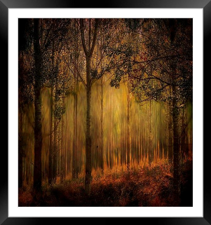 Magical Forrest  Framed Mounted Print by sylvia scotting