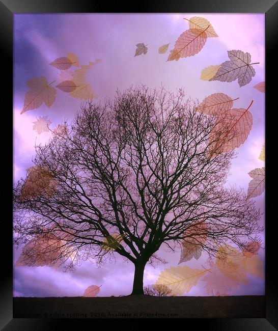 Autumn Leaves Framed Print by sylvia scotting
