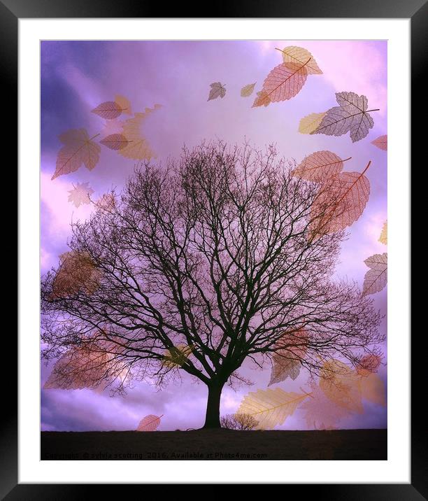 Autumn Leaves Framed Mounted Print by sylvia scotting
