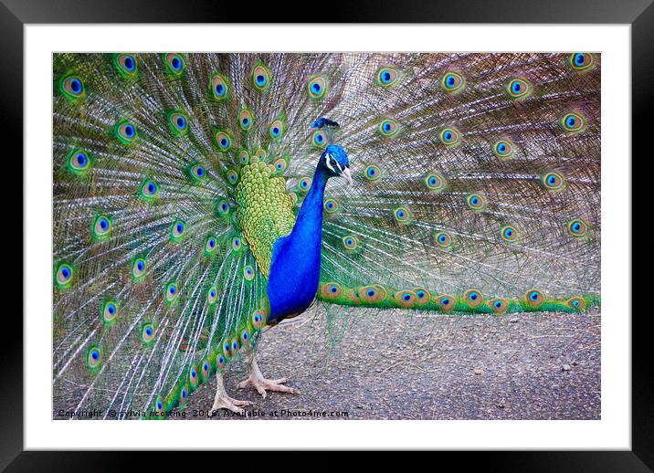 Pride and the peacock  Framed Mounted Print by sylvia scotting