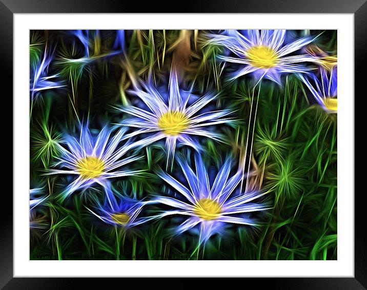 Star Flowers  Framed Mounted Print by sylvia scotting
