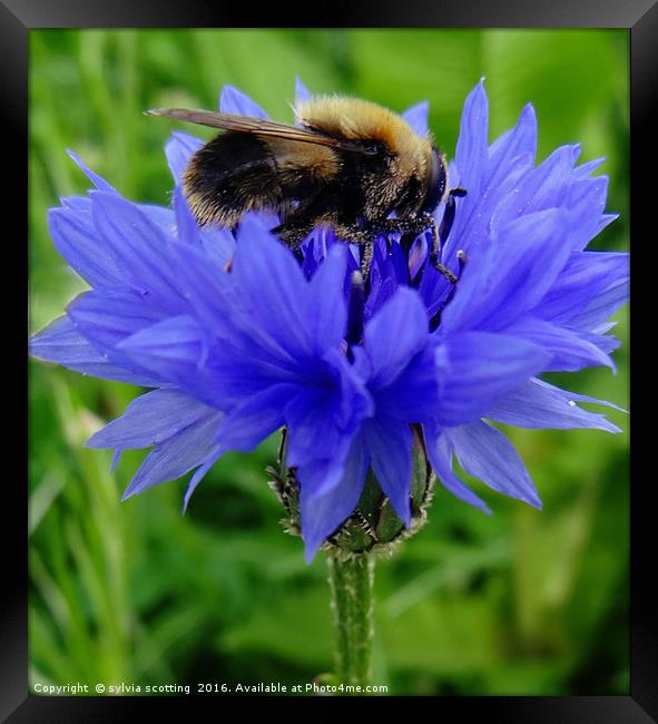 Honey Bee Framed Print by sylvia scotting