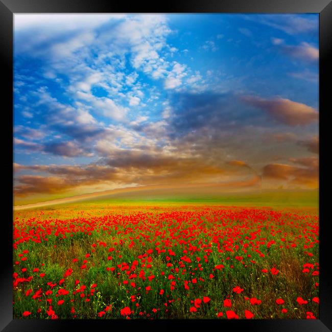 Field of dreams and poppies  Framed Print by sylvia scotting