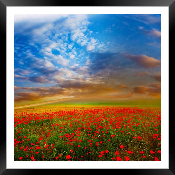 Field of dreams and poppies  Framed Mounted Print by sylvia scotting