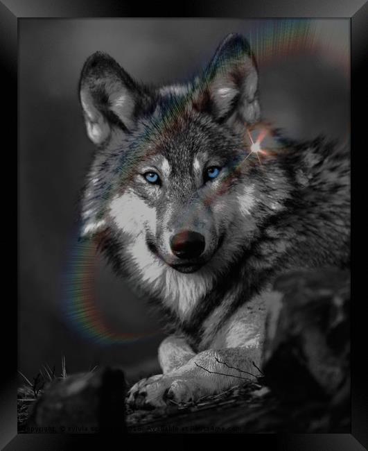The Wolf Framed Print by sylvia scotting