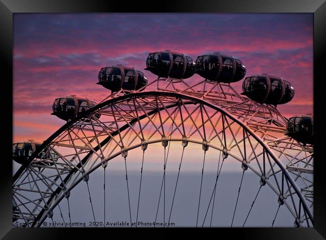  The London eye at sunset                          Framed Print by sylvia scotting