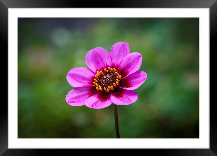 Dahlia Framed Mounted Print by Justin Green
