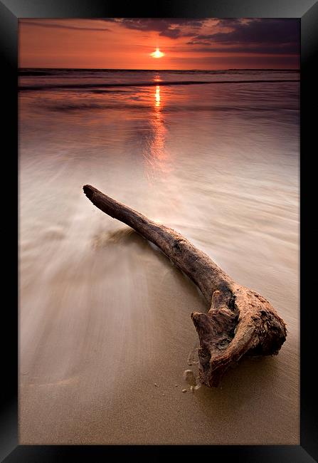 Driftwood at sunset Framed Print by David Stephens