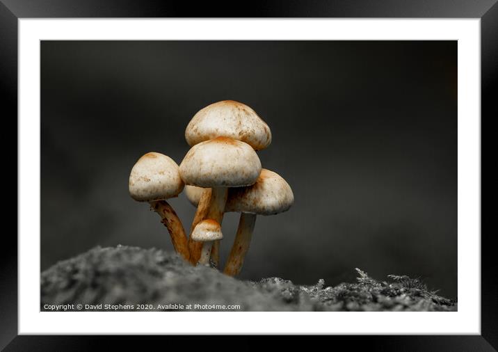 Toadstools Framed Mounted Print by David Stephens