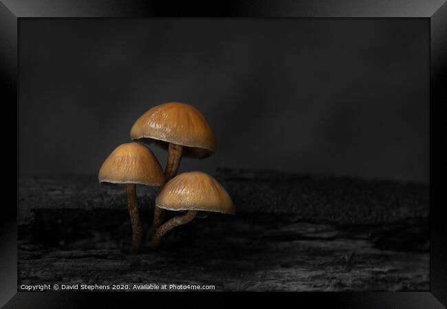 Group of toadstools with black and white background Framed Print by David Stephens