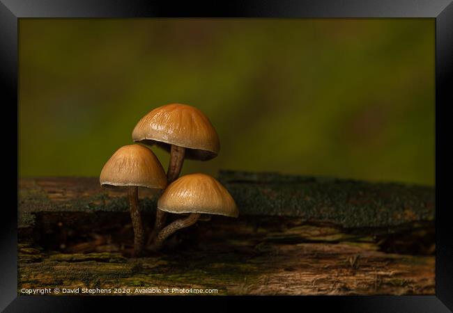 Group of three toadstools Framed Print by David Stephens