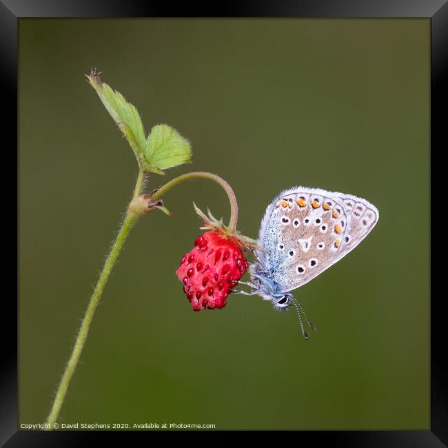 Common blue butterfly on a wild strawberry Framed Print by David Stephens