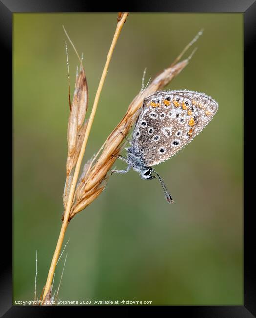Common blue butterfly with morning dew Framed Print by David Stephens