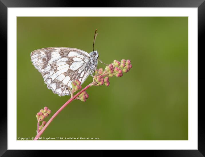 Marbled white butterfly on a flower Framed Mounted Print by David Stephens