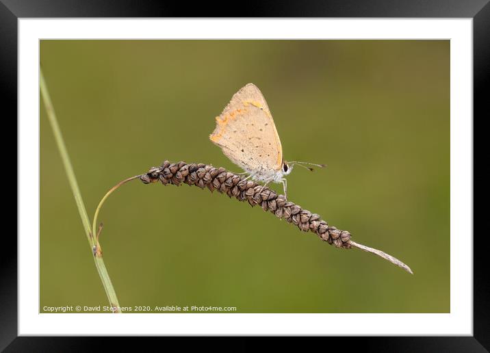 Meadow brown butterfly Framed Mounted Print by David Stephens