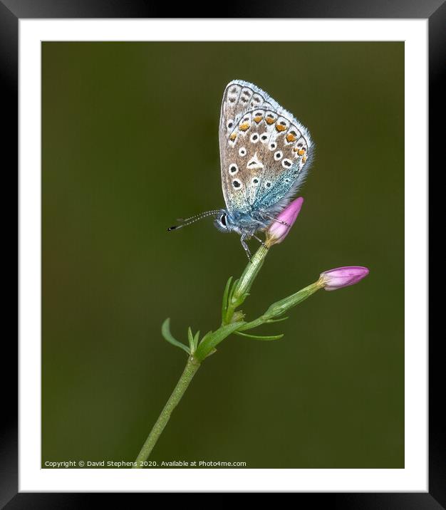 Common blue butterfly on a pink flower Framed Mounted Print by David Stephens