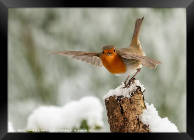 Robin in the snow Framed Print by David Stephens