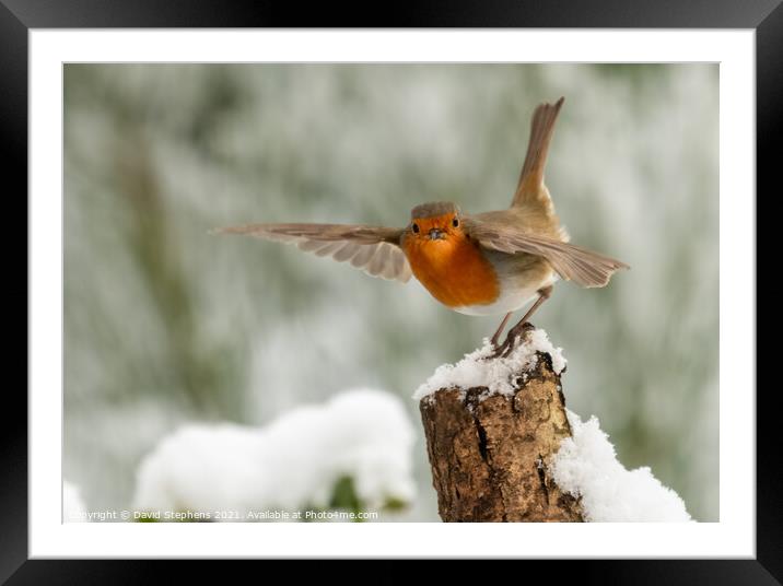 Robin in the snow Framed Mounted Print by David Stephens