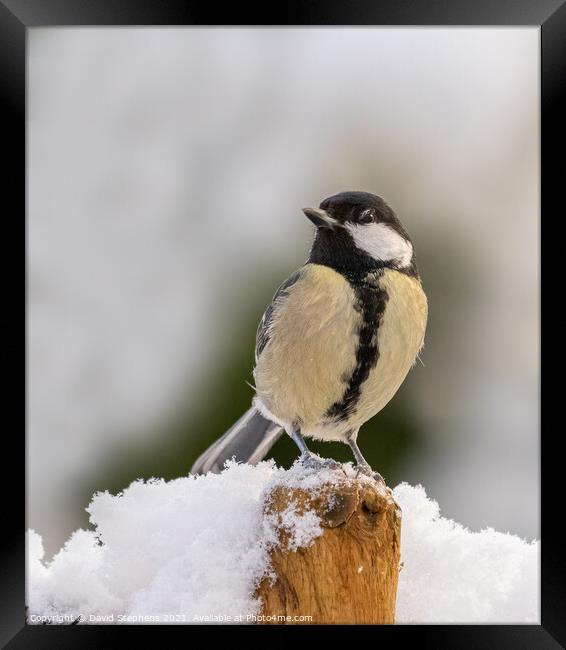 Great tit in the snow Framed Print by David Stephens