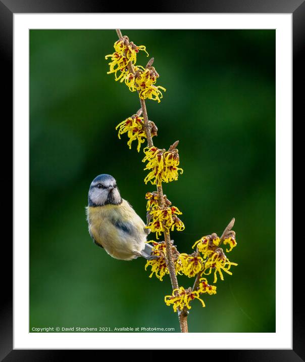 A small bird perched on a flower Framed Mounted Print by David Stephens