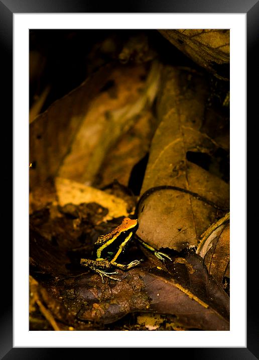 Yellow Frog Framed Mounted Print by Joanna Pantigoso
