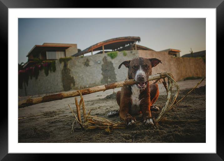 Dog at the sunset Framed Mounted Print by Joanna Pantigoso