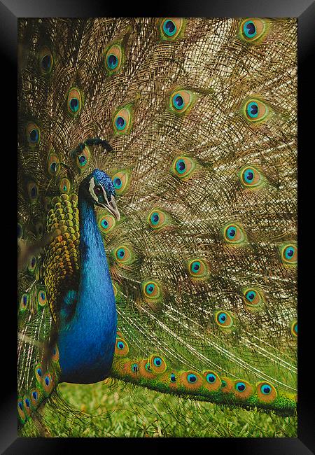 Peacock Framed Print by Joanna Pantigoso