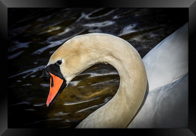 Natural Beauty - Swan Framed Print by matthew wakefield
