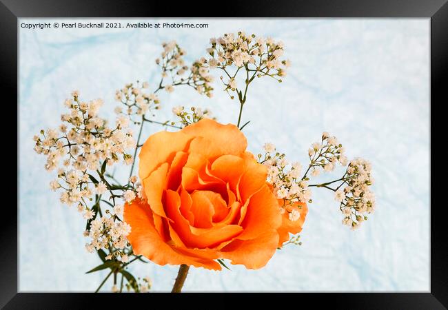 Rose Flower and Gypsophila Flowers Framed Print by Pearl Bucknall