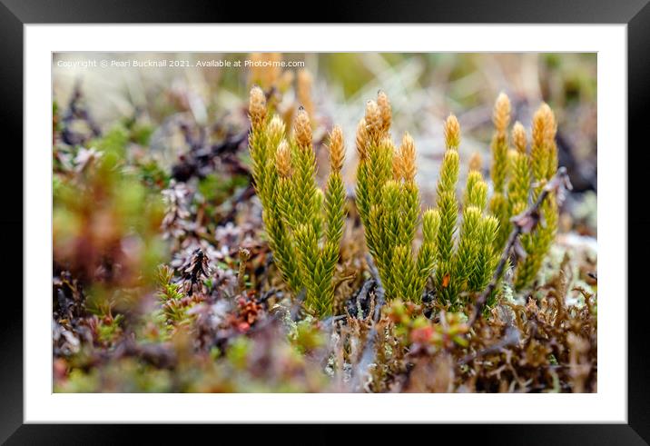 Low Down on Mosses  Framed Mounted Print by Pearl Bucknall