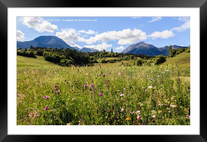 Summer Alpine Flower Meadow Framed Mounted Print by Pearl Bucknall