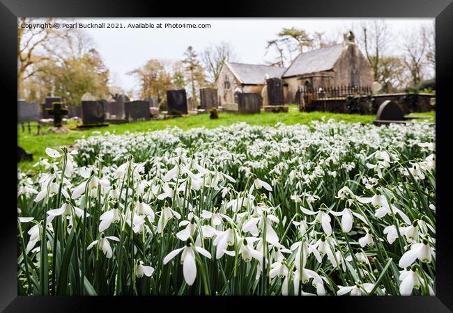 Wild Snowdrops in Anglesey Churchyard  Framed Print by Pearl Bucknall
