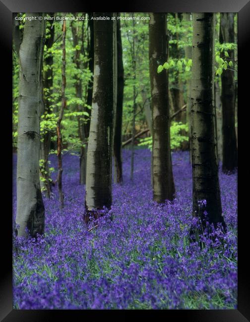 Bluebells in a Bluebell Wood in Beech Woodland Framed Print by Pearl Bucknall