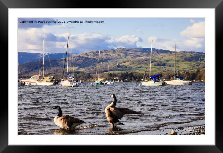 Canada Geese on Windermere Lake District Framed Mounted Print by Pearl Bucknall