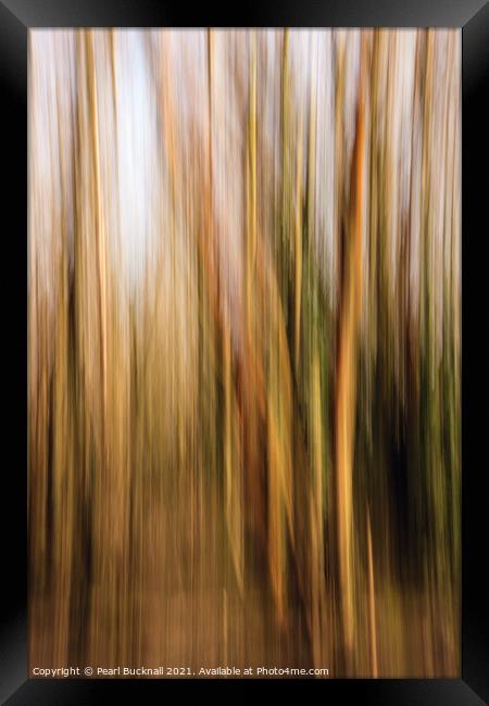 Blurred Woodland Trees Abstract Framed Print by Pearl Bucknall