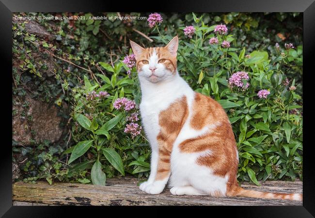 Ginger Tabby Cat in a Garden Framed Print by Pearl Bucknall