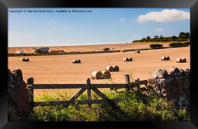 Harvest Country Scene in the Countryside St Abbs Framed Print by Pearl Bucknall