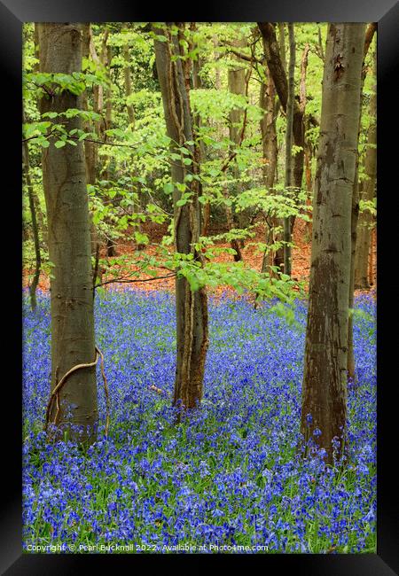 Bluebell Wood with Beech Trees Framed Print by Pearl Bucknall