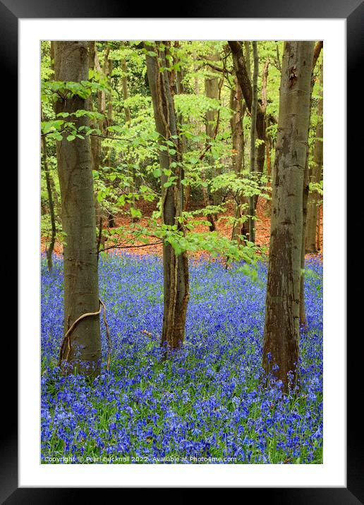 Bluebell Wood with Beech Trees Framed Mounted Print by Pearl Bucknall