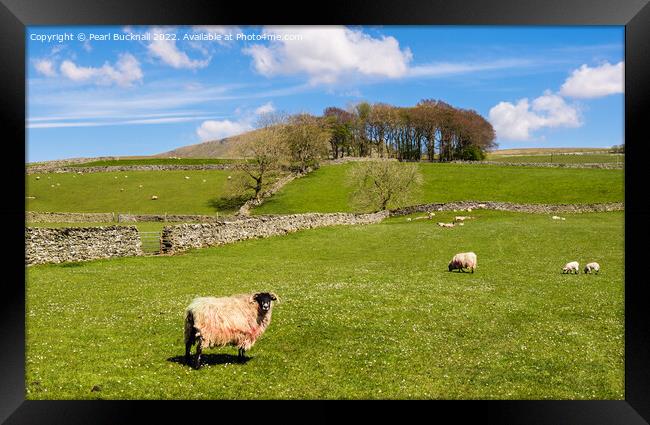 Sheep in English Countryside in Yorkshire Dales Framed Print by Pearl Bucknall