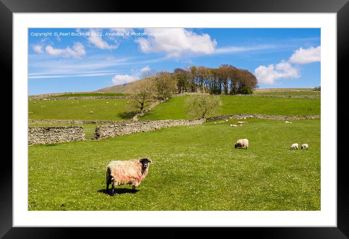 Sheep in English Countryside in Yorkshire Dales Framed Mounted Print by Pearl Bucknall