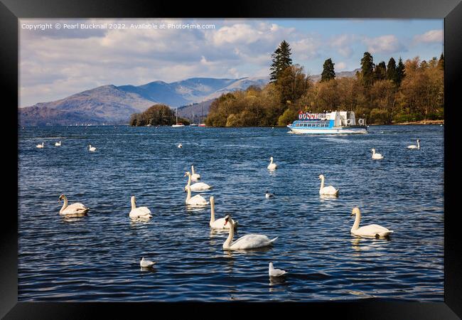 Swans on Lake Windermere Cumbria Framed Print by Pearl Bucknall