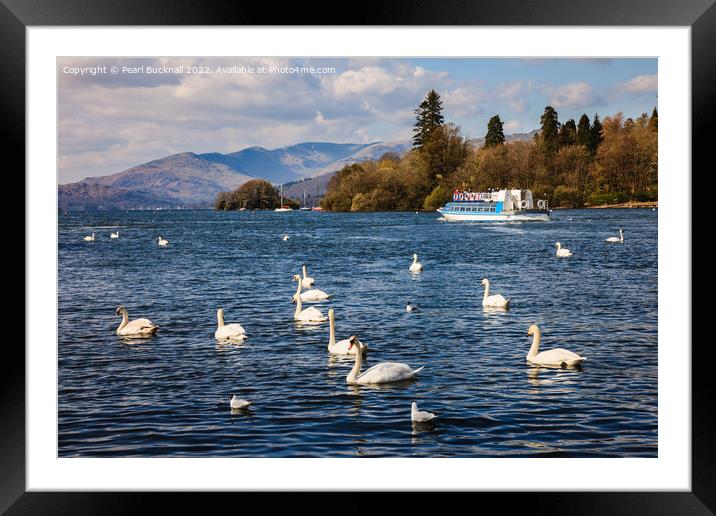 Swans on Lake Windermere Cumbria Framed Mounted Print by Pearl Bucknall