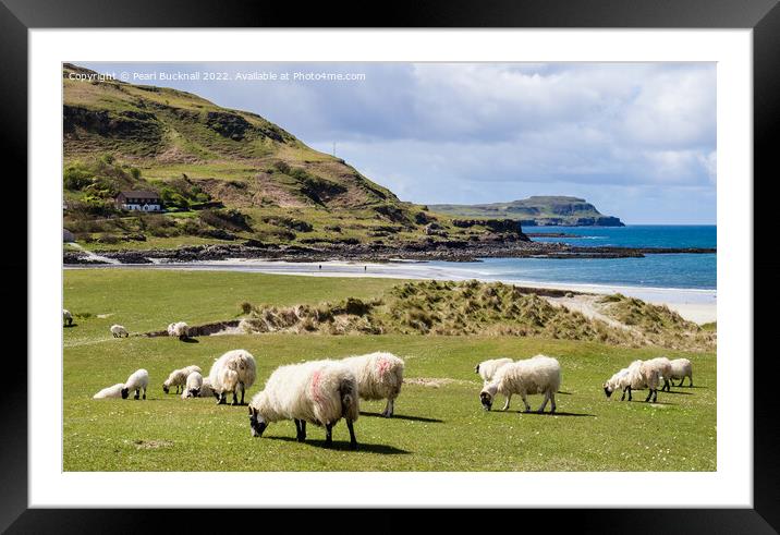 Sheep on Machair Calgary Bay Isle of Mull Scotland Framed Mounted Print by Pearl Bucknall