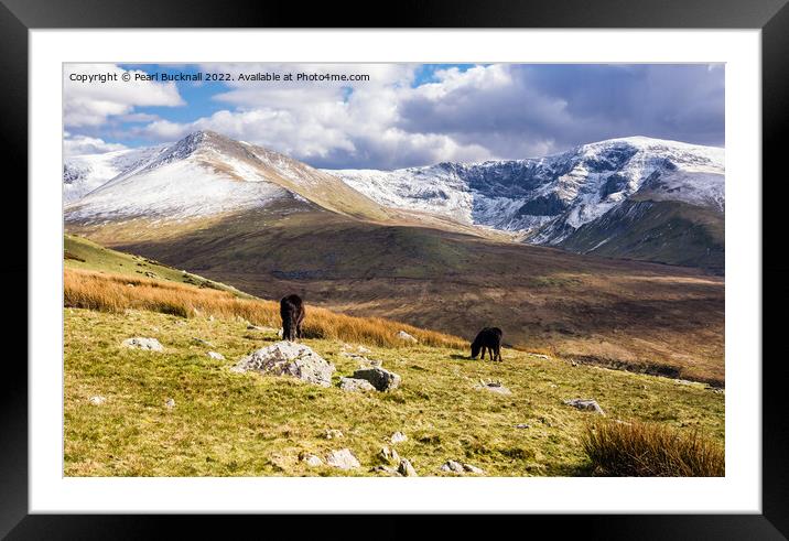 Carneddau Ponies and Welsh Mountains Snowdonia Wal Framed Mounted Print by Pearl Bucknall