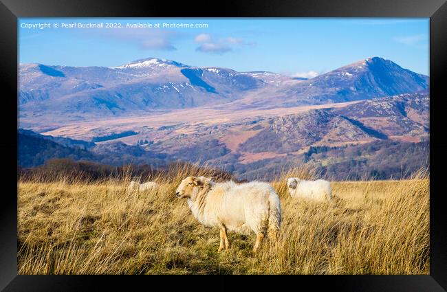 Welsh Sheep and Mountains Snowdonia Wales Framed Print by Pearl Bucknall