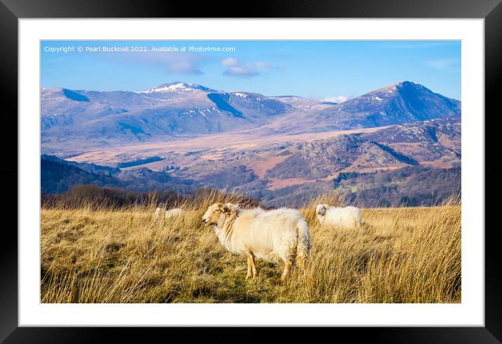 Welsh Sheep and Mountains Snowdonia Wales Framed Mounted Print by Pearl Bucknall