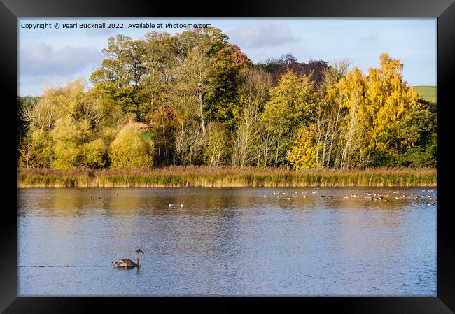 Hirsel Country Park lake Coldstream Borders Framed Print by Pearl Bucknall