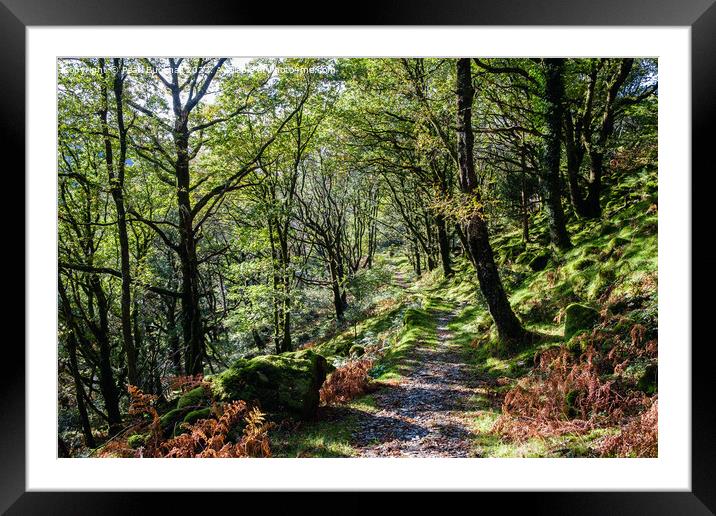 A Woodland Path Wales Framed Mounted Print by Pearl Bucknall